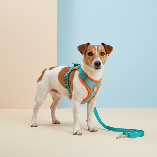 Coleira Peitoral Cachorro E Gato, Conjunto De Guia + Coleira Tipo Colete Para Pet Pequenos E Médios